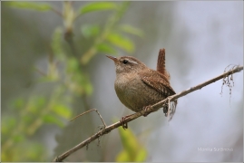<p>STŘÍZLÍK OBECNÝ (Troglodytes troglodytes) ----- /Eurasian wren - Zaunköking/</p>